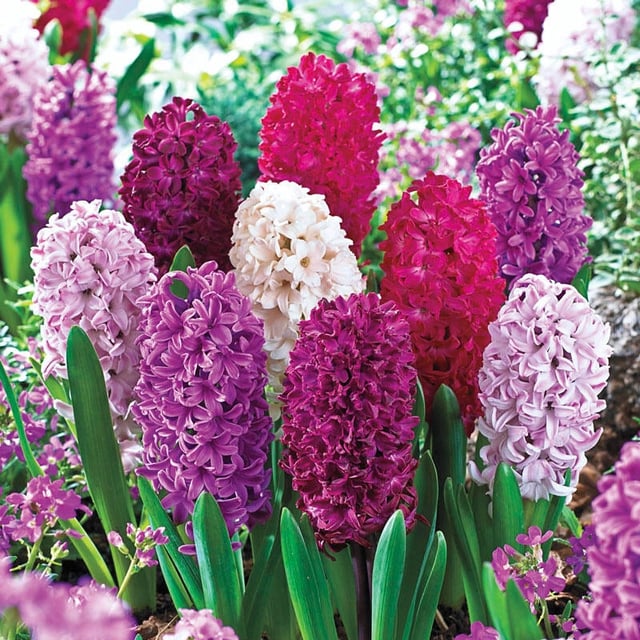 Monet Hyacinth Mixture