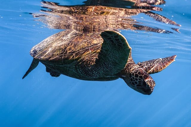 Turtle Canyon Snorkel from Waikiki (Semi Private Boat Tour)