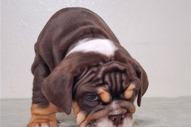 Hatter | Puppies For Sale at Pawrade