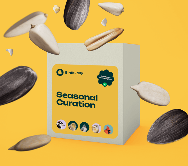 Seasonal Curation