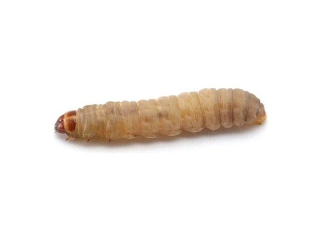 Waxworms