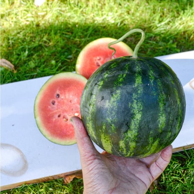 Mini Love Watermelon (F1 Hybrid 70 Days)