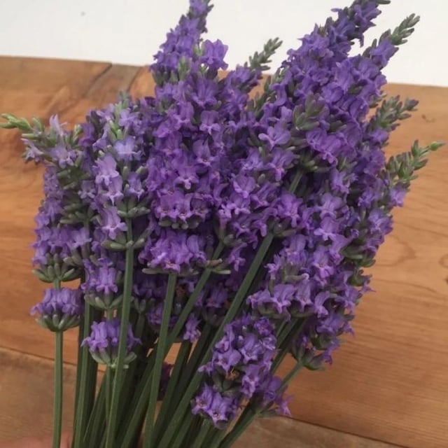 Lavender Sensational