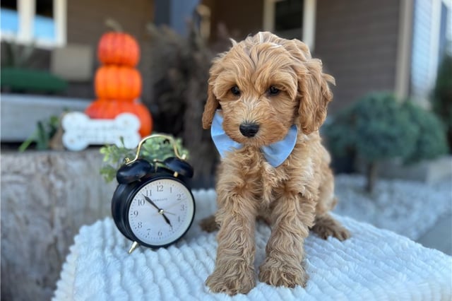 Cornelius | Puppies For Sale at Pawrade
