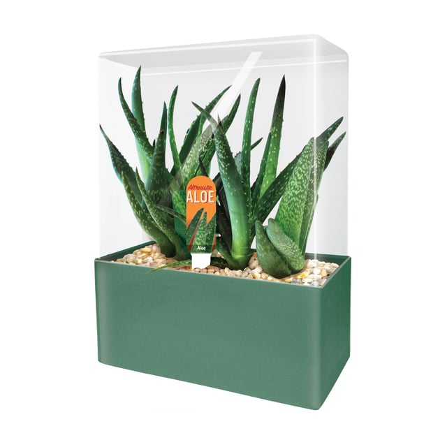 Seed Squares - Altruistic Aloe