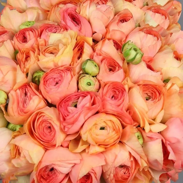 Ranunculus Cloony Grand Pastel 40cm - 50 Stem Bunch