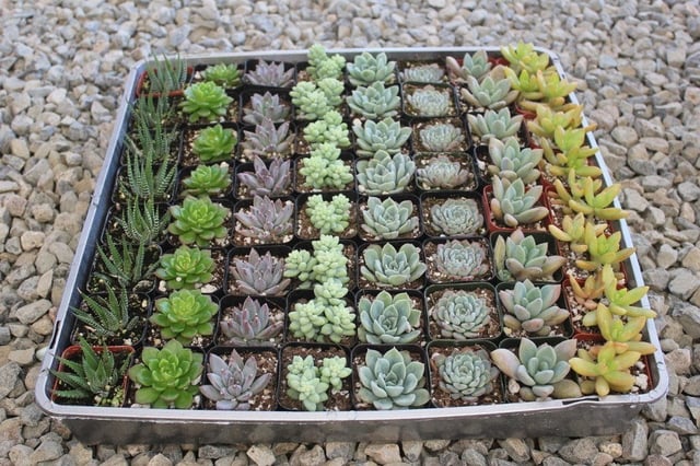 2" Wedding Succulents