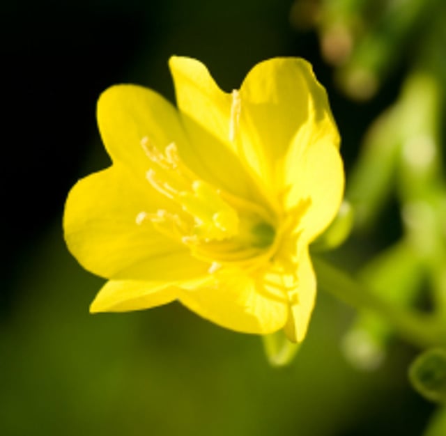Evening Primrose Carrier Oil (Unrefined)