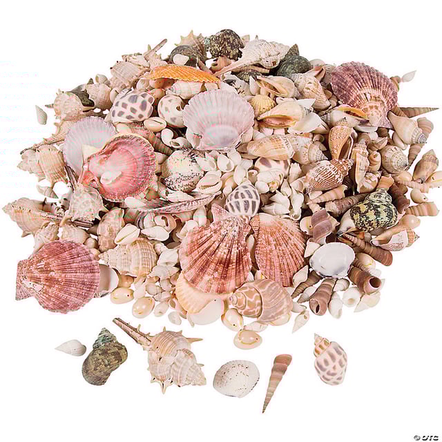 Bulk 150 Pc. Sea Shell Assortment