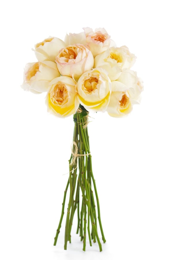 Caramel Antique | Beige Garden Rose