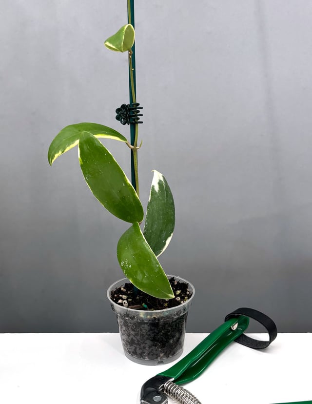Hoya Acuta Albo-Marginata