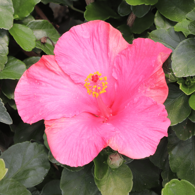 Hollywood Hibiscus™ First Lady™ Tropical Hibiscus
