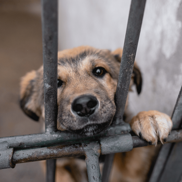 Help Shelter Pets Go from Homeless to Loving Homes