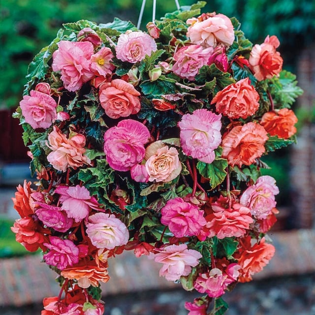 Cascading Splendor Begonia