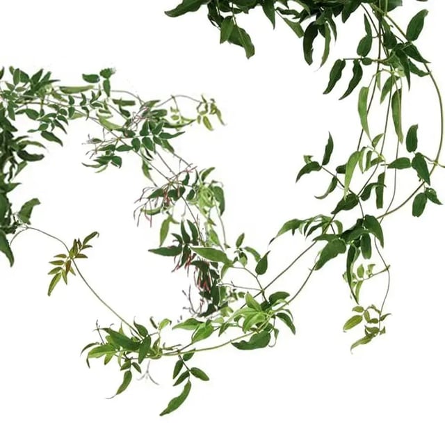 Jasmine Vine