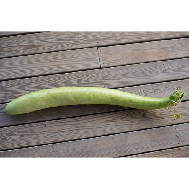 Snake Gourd (100 Days)