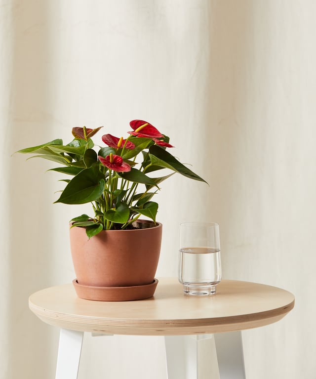 Red Anthurium