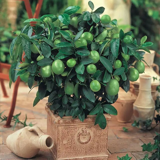 Dwarf Key Lime Tree
