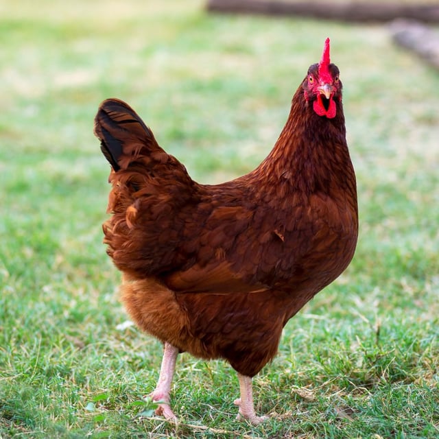 Baby Chicks: Rhode Island Red