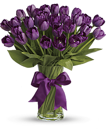 Passionate Purple Tulips