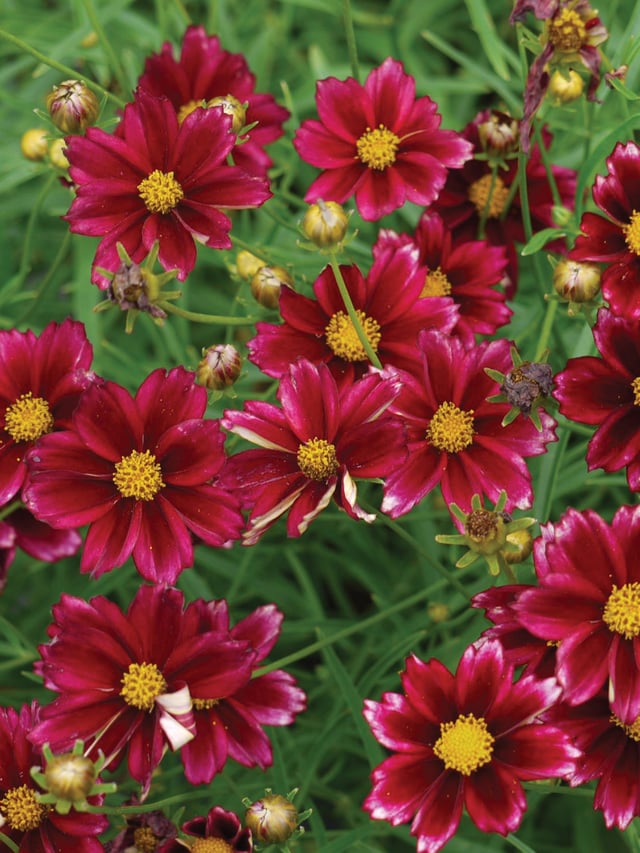 Coreopsis, Mercury Rising PPAF