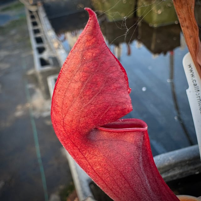 Sarracenia ( ‘Ember’ ) x ( x ‘Deep Throat’ ) Potted