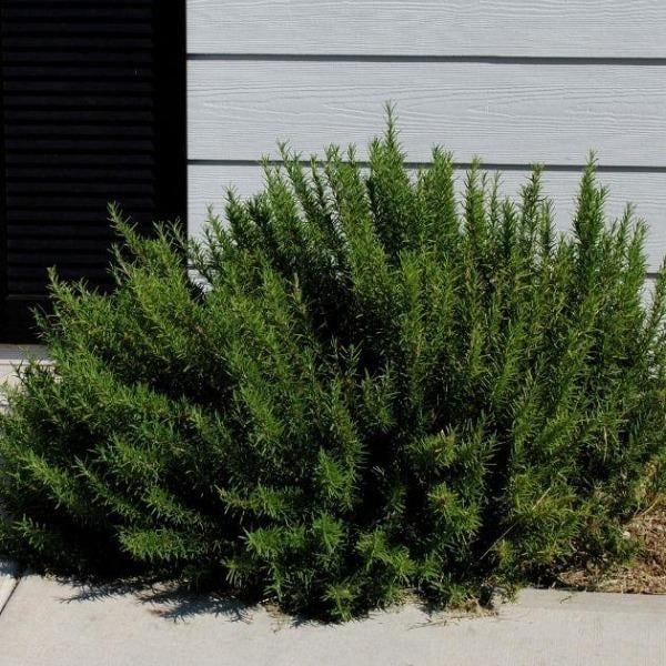 Rosemary Arp