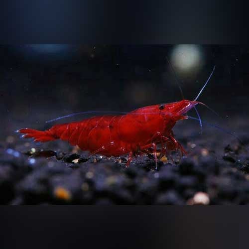 Bloody Mary Shrimp