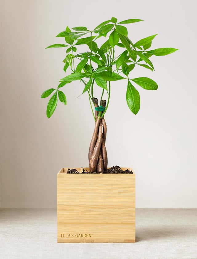 Bamboo Money Tree Plant