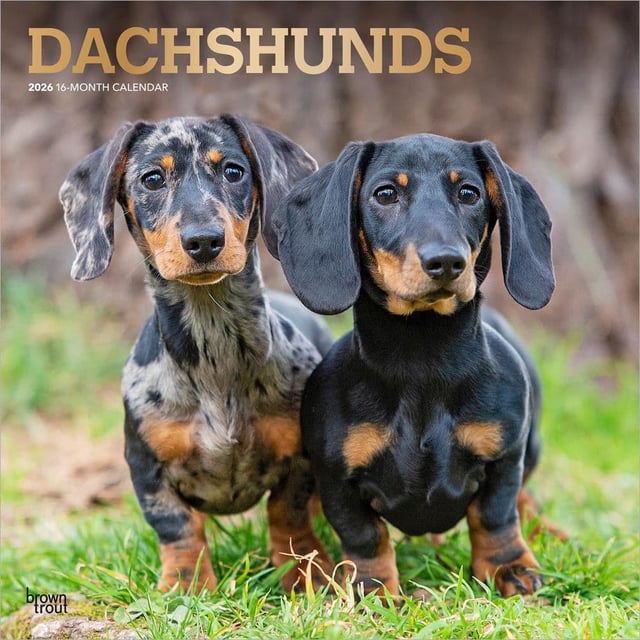 Dachshunds 2026 Wall Calendar