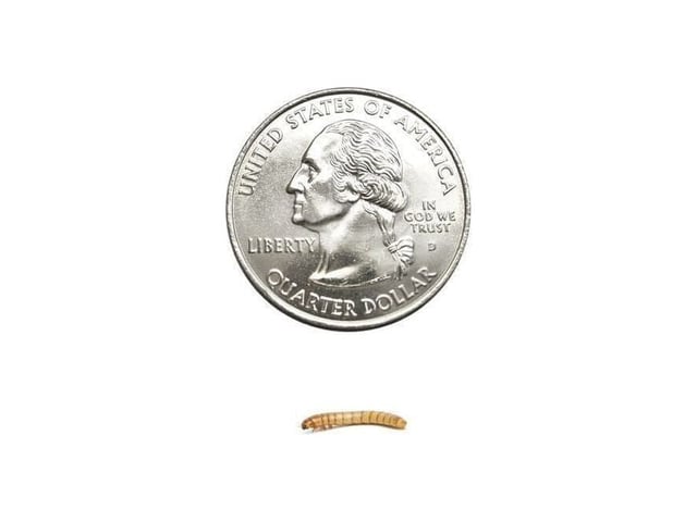 Mealworms