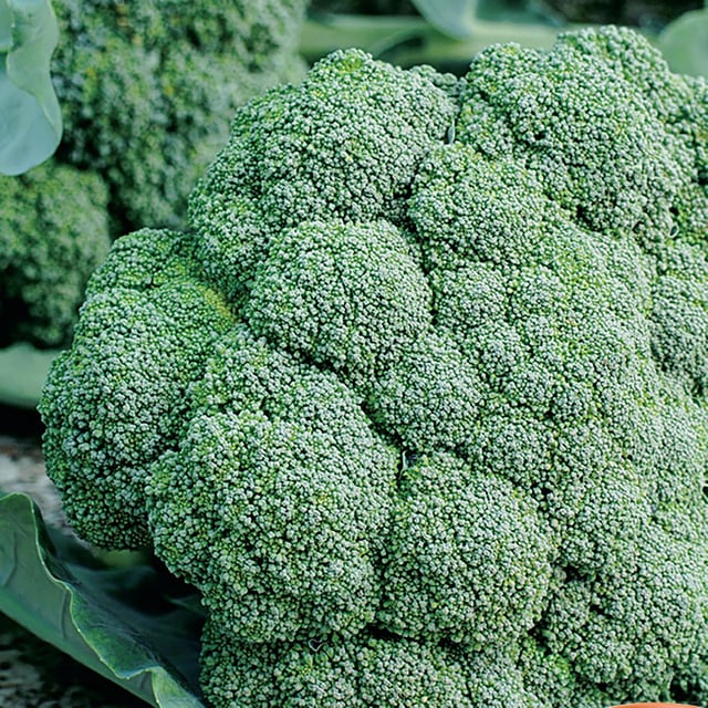 Broccoli, Waltham Seeds, 1.6g