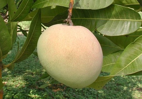 Tebow Mango Tree