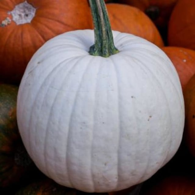 Casper Pumpkin (100 Days)