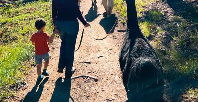 Denver: Llama Hike in the Rocky Mountains