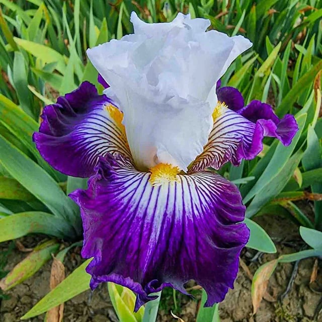 Dancing Star Bearded Iris