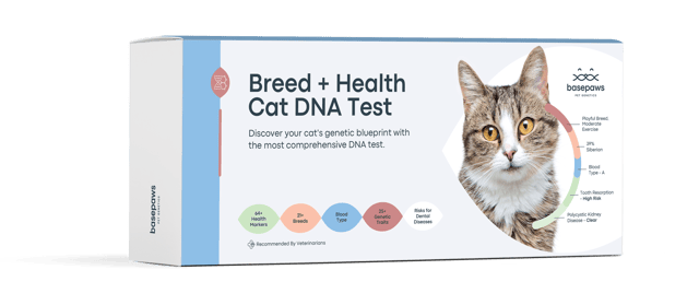 Breed + Health Cat DNA Test Upgrade