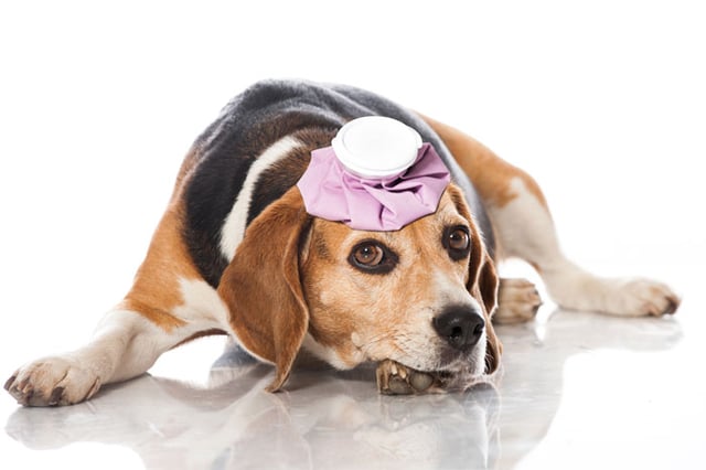 Pet First Aid Certification & Classes Online | ProTrainings.com