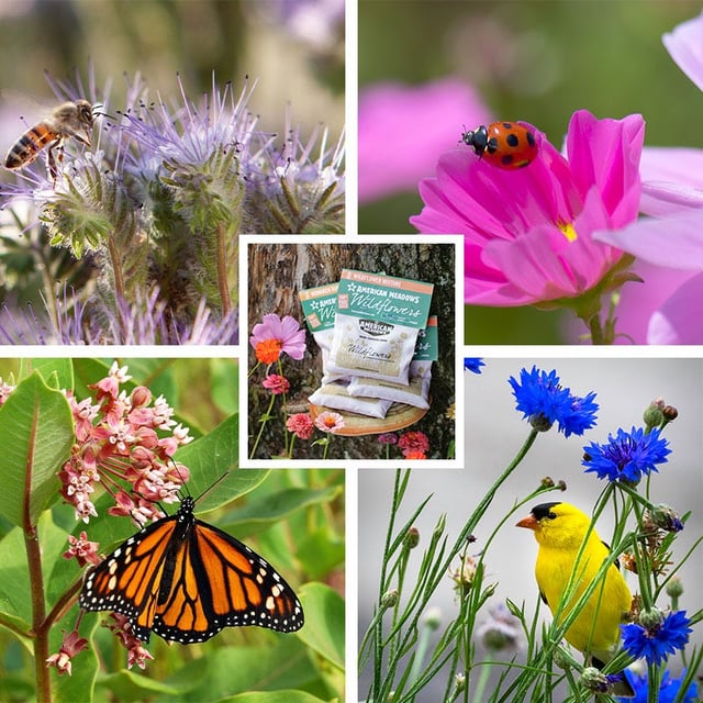 Pollinator Wildflower Seed Patchwork