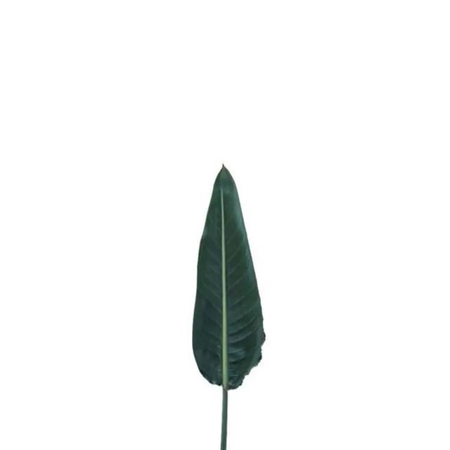 Strelitzia Leaf 80cm