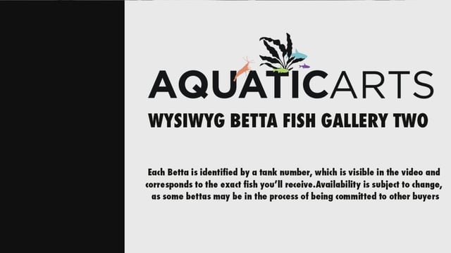 Premium Select Betta Fish (Betta splendens) - WYSIWYG Gallery 2