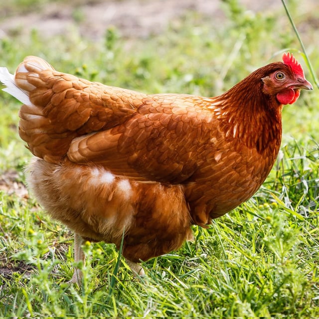 Baby Chicks: Golden Buff (Red Star)