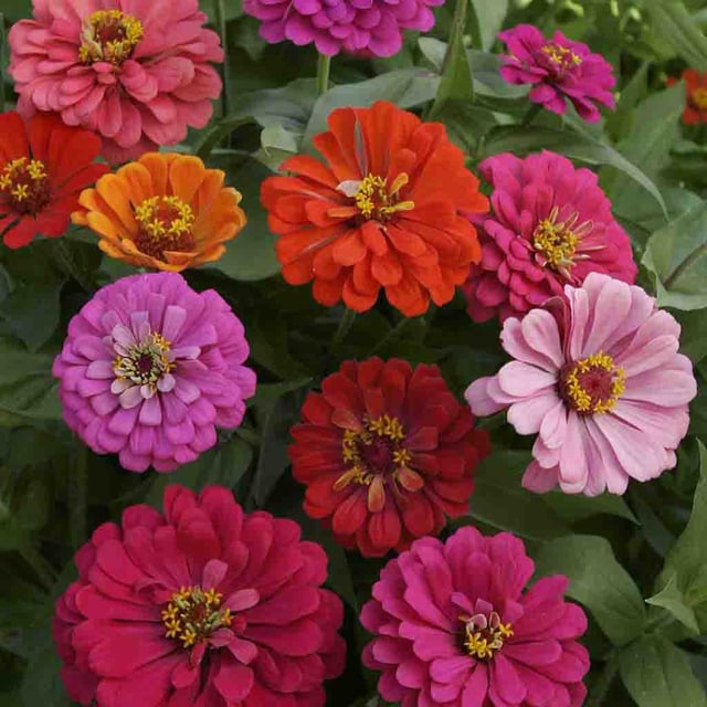 Zinnia, California Giants Mixed Colors Seeds Online Edition