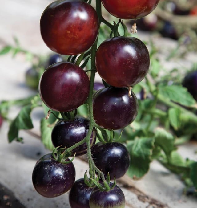 Indigo Rose Organic
