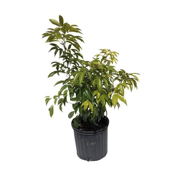 Emperor Lychee Tree, Dwarf, Air-Layered