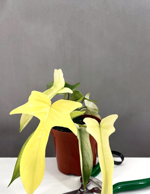 Philodendron Florida Ghost Notched and Blotched