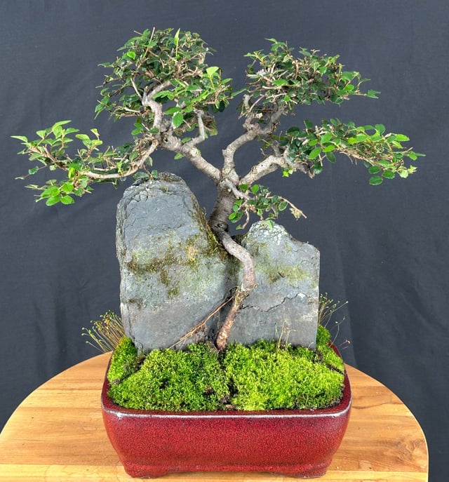 Chinese Elm Bonsai TreeRoot Over Rock Style(ulmus parvifolia)