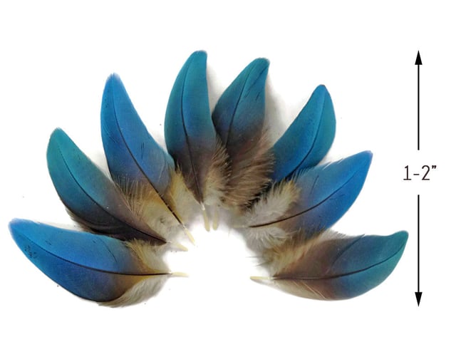 6 Pieces - Small Natural Blue Scarlet Macaw Plumage Body Feathers - Rare-