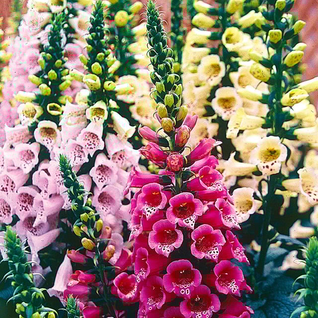 Foxglove, Mixed Colors Seeds Online Edition