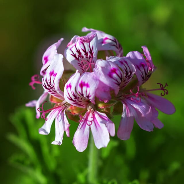 Geranium Essential Oil (Egyptian)